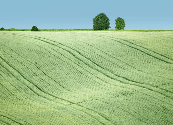 Uma Imagem Campo Grãos Ondulados — Fotografia de Stock