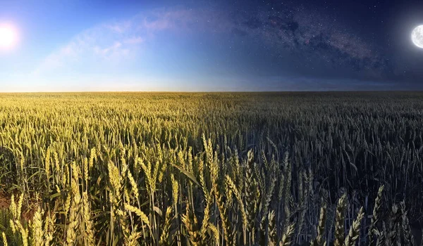 Изображение Пшеничного Поля Днем Ночью — стоковое фото