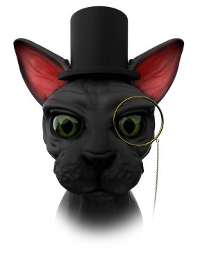 sphynx cat mister