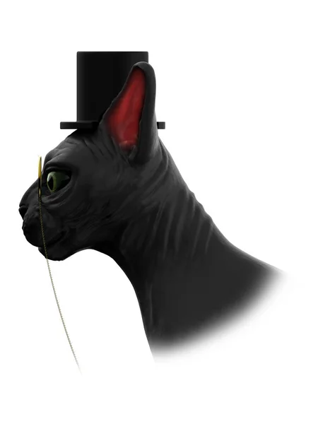 Sphynx cat mister — Stock Photo, Image