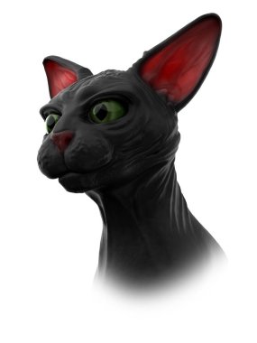 Sphynx siyah kedi