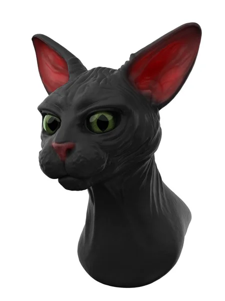 Sphynx svart katt — Stockfoto
