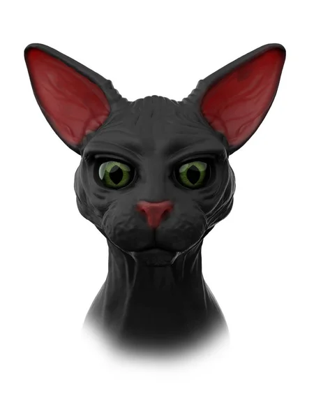 Sphynx svart katt — Stockfoto