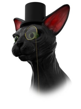 sphynx cat mister