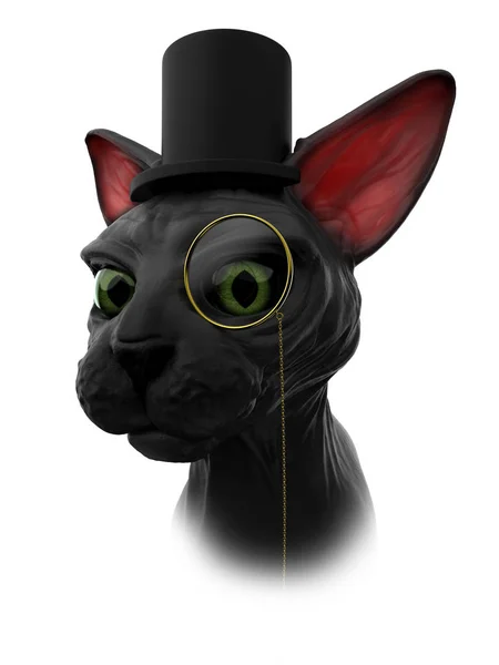 Sphynx cat mister — Stock Photo, Image