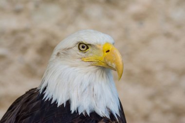 Kel kartal kafası yakın plan.