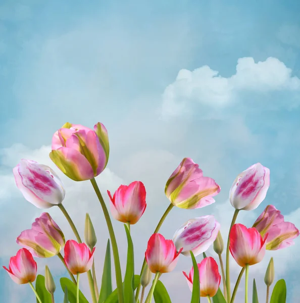 Весенние Летние Цветы Коллекция Красивых Тюльпанов Голубом Небе Пейзажа — стоковое фото