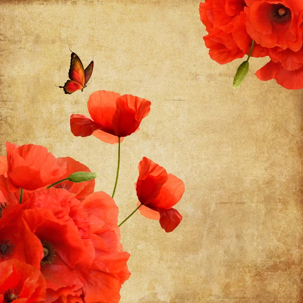 Άνοιξη Και Καλοκαίρι Λουλούδια Συλλογή Παπαρούνες Εκλεκτής Ποιότητας Φόντο Πεταλούδα — Φωτογραφία Αρχείου