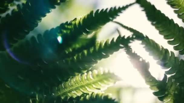 Groene varen bladeren op een zonnige dag — Stockvideo