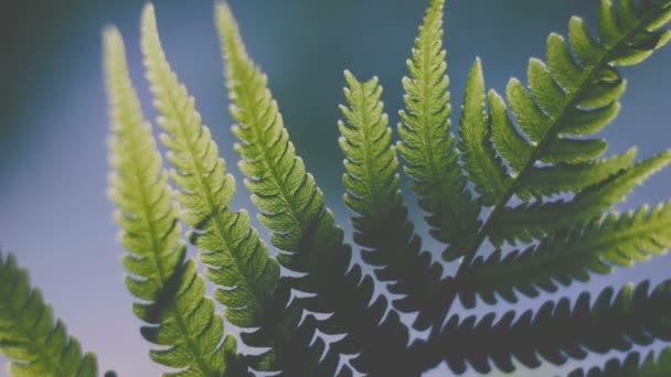 Onder groene varen bladeren een zonnige dag — Stockvideo