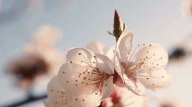 Dallarda çiçekler açar