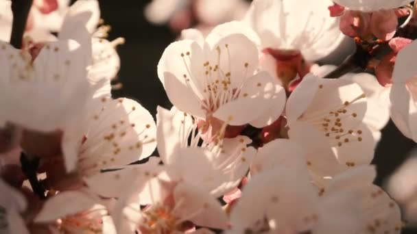 Flores florecen en las ramas — Vídeo de stock
