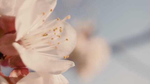 Bloemen bloesems op de takken — Stockvideo