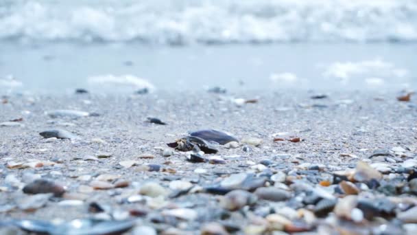 Les vagues de la mer sur la belle plage — Video