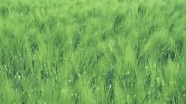 Rüzgarda sallanan buğday alanı