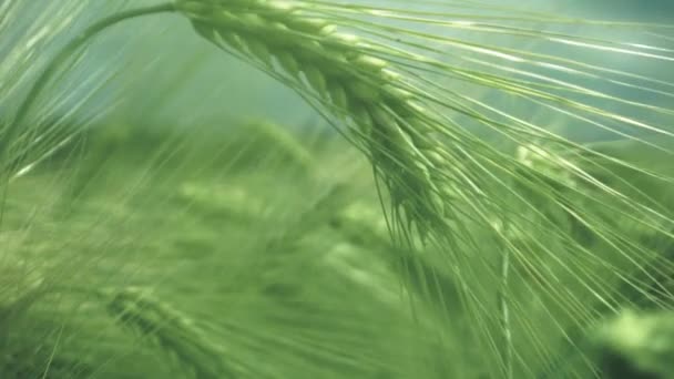 Campo de trigo no verão — Vídeo de Stock