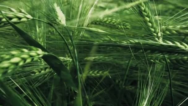 Champ de blé en été — Video