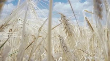 Buğday tarlası. Tarlada altın buğday kulakları