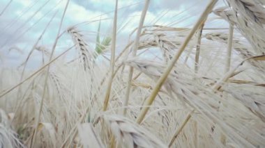 Buğday tarlası. Tarlada buğday kulakları