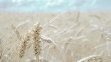 Buğday tarlası. Tarlada altın buğday kulakları