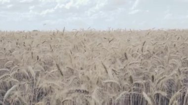 Buğday tarlası. Tarlada altın buğday kulakları