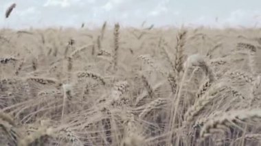 Buğday tarlası. Tarlada altın buğday kulakları