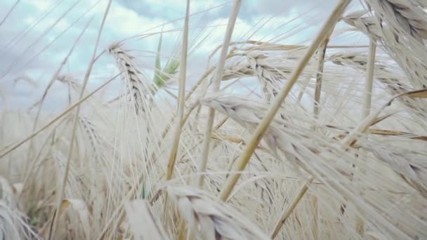 Пшеничне поле. Вуха пшениці на полі — стокове відео
