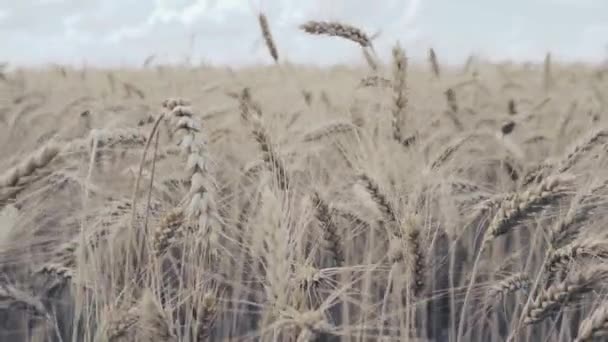 Pšeničné pole. Zlaté uši pšenice na poli — Stock video