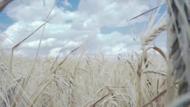 Campo de trigo. Orelhas douradas de trigo no campo — Vídeo de Stock