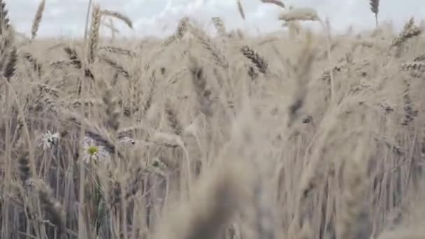 Vetefält. Gyllene veteöron på fältet — Stockvideo