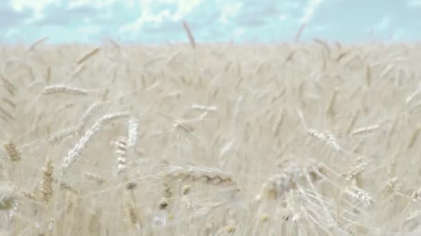 麦畑だ。畑の小麦の黄金の耳 — ストック動画
