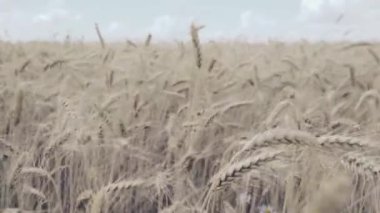 Buğday tarlası. Tarlada altın buğday kulakları