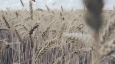 Buğday tarlası. Tarlada altın buğday kulakları