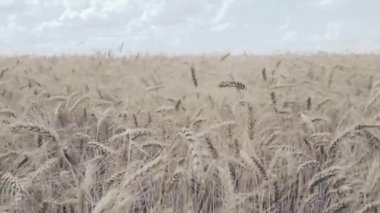 Buğday tarlası. Tarlada altın buğday kulakları