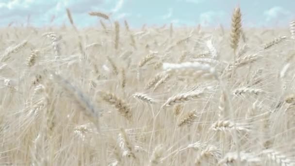 Campo de trigo. espigas doradas de trigo en el campo — Vídeos de Stock