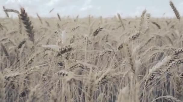 Pole pszenicy. Złote uszy pszenicy na polu — Wideo stockowe