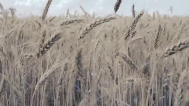 Champ de blé. Oreilles dorées de blé sur le champ — Video