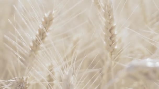 Пшеничное поле. Золотые колосья пшеницы — стоковое видео