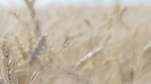 Campo de trigo. Orelhas douradas de trigo no campo — Vídeo de Stock