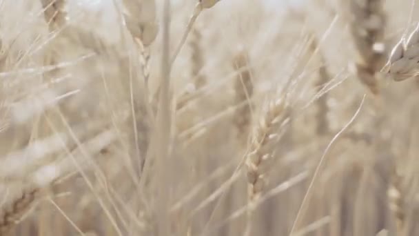 Champ de blé. Oreilles dorées de blé sur le champ — Video