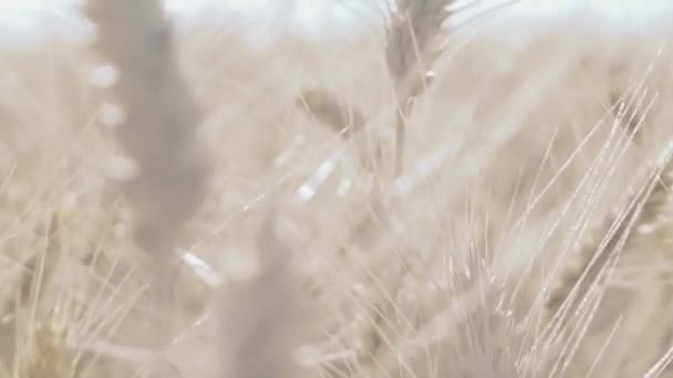 Champ de blé. Oreilles dorées de blé sur le champ — Video