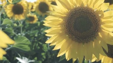 Tarladaki ayçiçekleri Rüzgarda sallanıyor