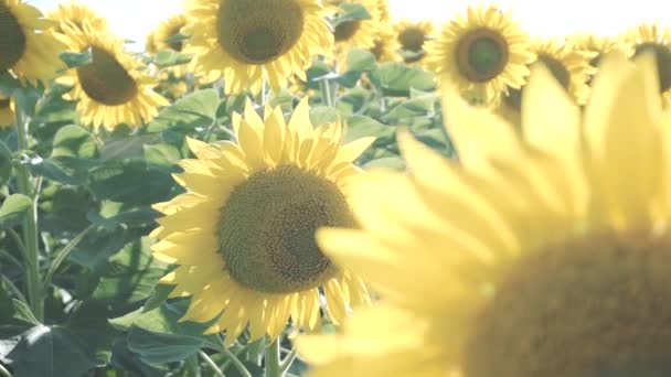 Zonnebloemen in het veld zwaaien in de wind — Stockvideo