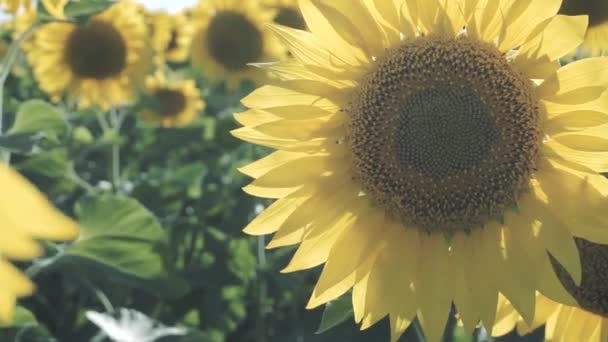 Tournesols dans le champ Balancer dans le vent