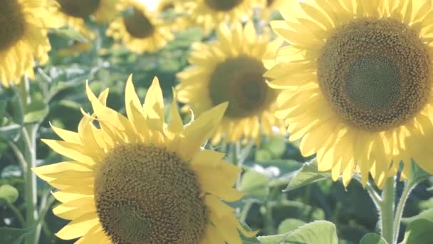 Zonnebloemen in het veld zwaaien in de wind — Stockvideo