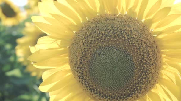 Tournesols dans le champ Balancer dans le vent