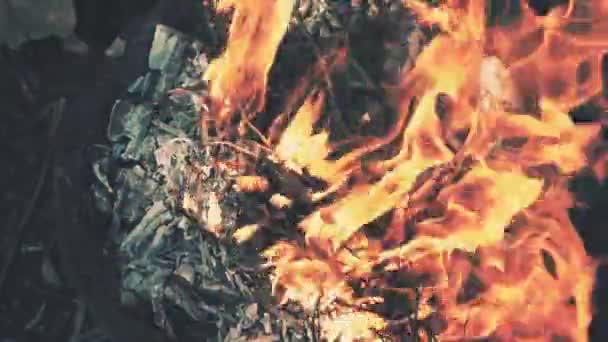Fogo, chamas de fogo na fogueira — Vídeo de Stock
