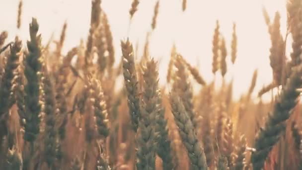 Erkek el buğday tarlasında altın bir buğday kulağına dokunuyor. — Stok video