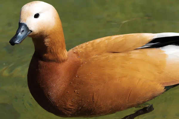 Red duck ogar swimming in the water