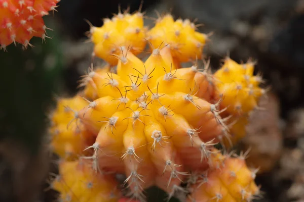Sarı Gymnocalicium mihanowichii oluşturulan ay kaktüs